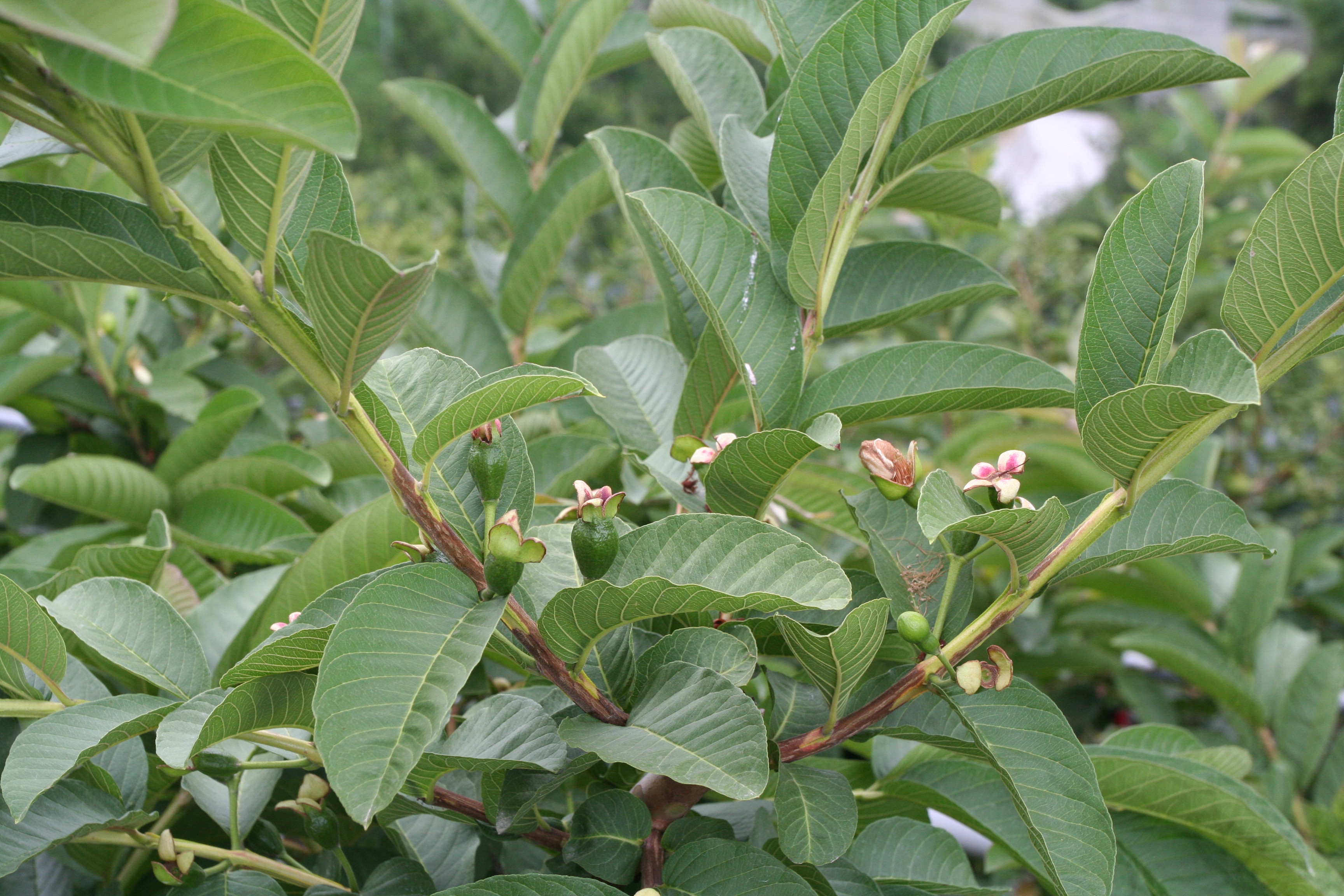 芭樂開花